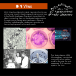 IHNV (Infectious Hematopoietic Necrosis Virus) is one of the most