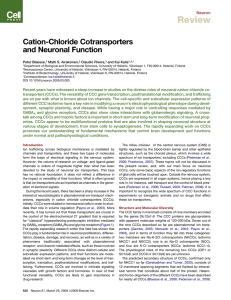 Cation-Chloride Cotransporters and Neuronal Function