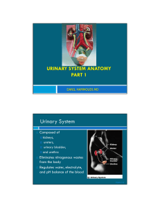 Urinary System - Sinoe Medical Association