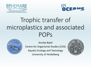 Trophic transfer of microplastics and associated POPs