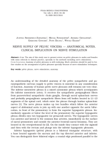 nerve supply of pelvic viscera — anatomical notes, clinical