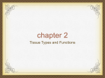 Chapter 2 Tissues