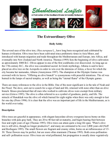 The Extraordinary Olive