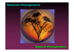 Molecular Phylogenetics Basis of Phylogenetics
