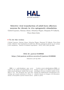 Selective viral transduction of adult-born olfactory - HAL