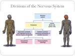 The Endocrine System!