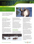 Canada`s Woodland Caribou - Sustainable Forest Management in