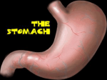 The Stomach-Lecture 2