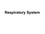 Respiratory System - Sr Biology: 7(AE)