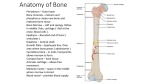 Unit 2 Skeletal System 7.50MB 2017-03-29 17