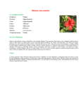 Hibiscus rosa-sinensis CLASSIFICATION