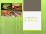 Ch 42 Amphibians
