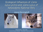 Ecological Influences of Canis lupus arctos and Canis lupus of