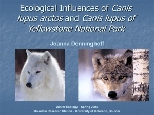 Ecological Influences of Canis lupus arctos and Canis lupus of