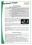 Hard head thistle fact sheet