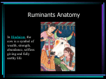 Ruminants Anatomy - Dr. Brahmbhatt`s Class Handouts