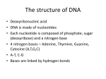 DNA structure and protein synthesis