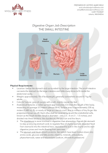 Digestive Organ Job Description THE SMALL INTESTINE