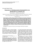 Expression of infectious bovine rhinotracheitis virus