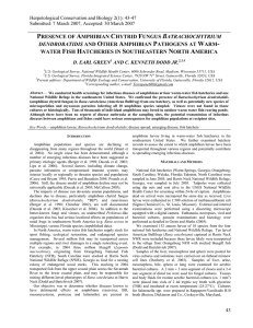 presence of amphibian chytrid fungus batrachochytrium