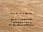 The Nervous System - Francis Marion University