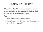 Fly Day I: Introducing Fruit Flies