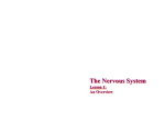 central_nervous_system_overview_211