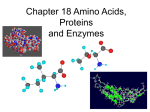 Amino Acids, Proteins and Enzymes