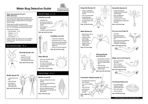 Water Bug Detective Guide-A3