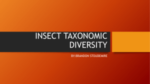 INSECT TAXONOMIC DIVERSITY