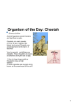 Organism of the Day: Cheetah