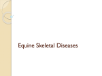 Equine Skeletal Diseases - aaec