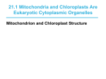 21.1 Mitochondria and Chloroplasts Are Eukaryotic