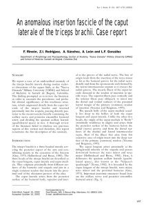 An anomalous insertion fascicle of the caput laterale of the triceps