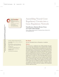 Assembling Neural Crest Regulatory Circuits into a Gene