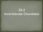 29.2 Invertebrate Chordates