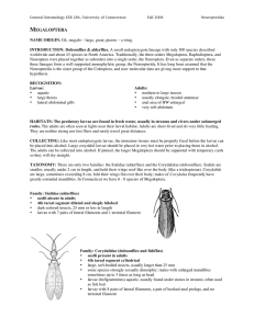 Megaloptera, Neuroptera - UConn