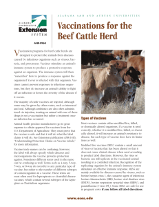 Vaccinations for the Beef Cattle Herd