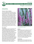 Purple Loosestrife - University of Maine Cooperative Extension
