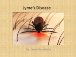 Lyme`s Disease