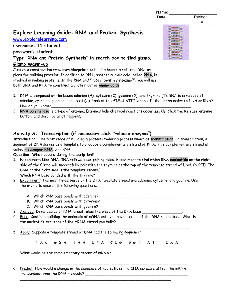 Gizmo Worksheet Answers Rna And Protein Synthesis - decalinspire