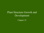 AP Bio CVHS Ch 35 Plant Structure