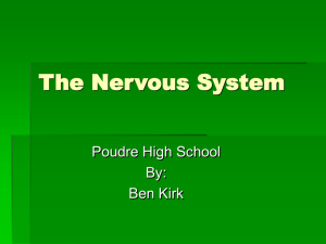 Nervous_System
