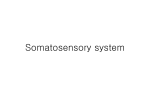 Somatosensory system