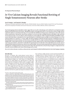 In VivoCalcium Imaging Reveals Functional Rewiring of Single