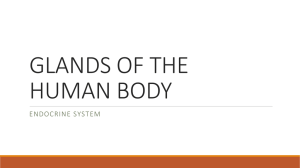 glands of the human body