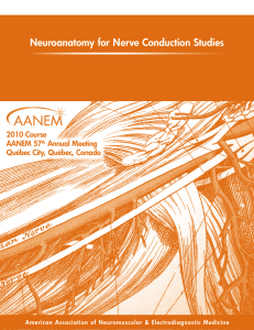 Neuroanatomy for Nerve Conduction Studies