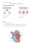 1 2 Heart, circulation and cardiac cycle
