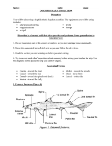 Name: Date: Class: ______ DOGFISH SHARK DISSECTION