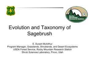 Evolution and Taxonomy of Sagebrush